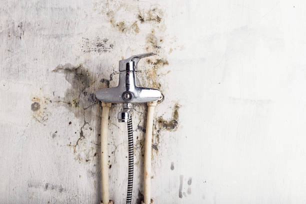 Best Affordable Mold Removal  in Karnes City, TX