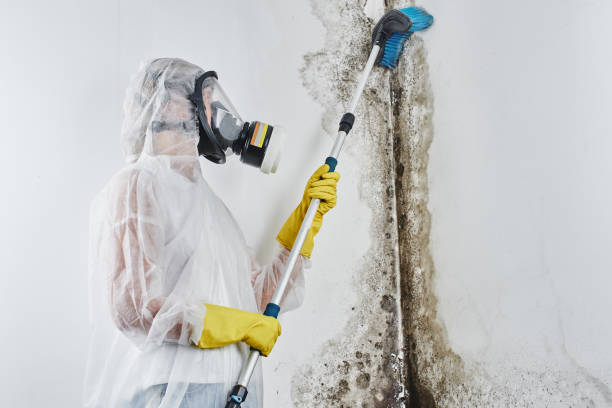 Best Mold Cleaning Services  in Karnes City, TX