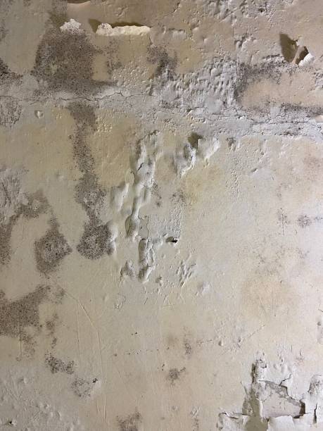 Best Same-Day Mold Removal  in Karnes City, TX