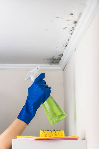 Best Same-Day Mold Removal  in Karnes City, TX