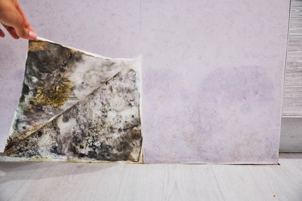 Best Toxic Mold Removal  in Karnes City, TX
